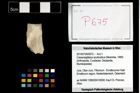 Foto (Objekt + Etikett) von Cracensigillatus acutirostrus (Moericke, 1889)  (NHMW-GEO-2014-0194-0675)